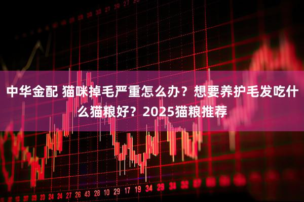 中华金配 猫咪掉毛严重怎么办？想要养护毛发吃什么猫粮好？2025猫粮推荐