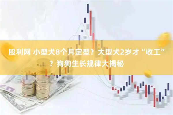 股利网 小型犬8个月定型？大型犬2岁才“收工”？狗狗生长规律大揭秘