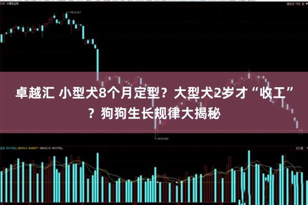 卓越汇 小型犬8个月定型？大型犬2岁才“收工”？狗狗生长规律大揭秘